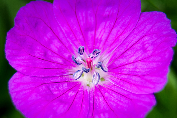 Stuart Litoff - Geranium Flower Macro