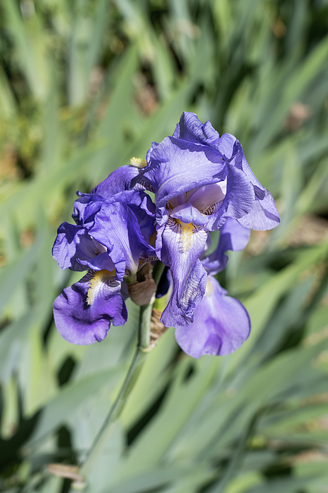 Georgia Mizuleva - German Iris Blooms in Bold Purple Silk