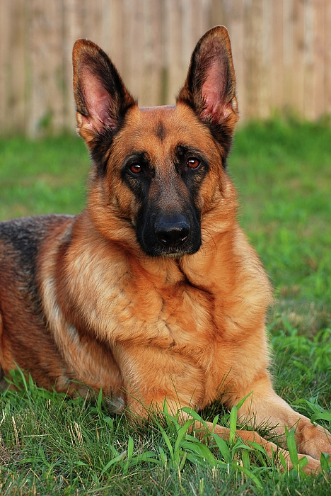 Forrest The German Shepherd Jigsaw Puzzle by Angie Tirado - Pixels