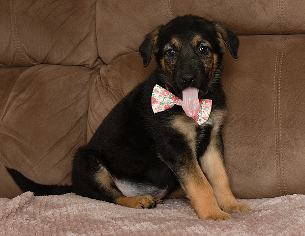 German deals shepherd tie