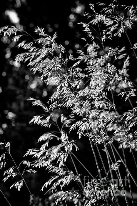 https://images.fineartamerica.com/images/artworkimages/medium/3/giant-feather-grass-monochrome-tim-gainey.jpg