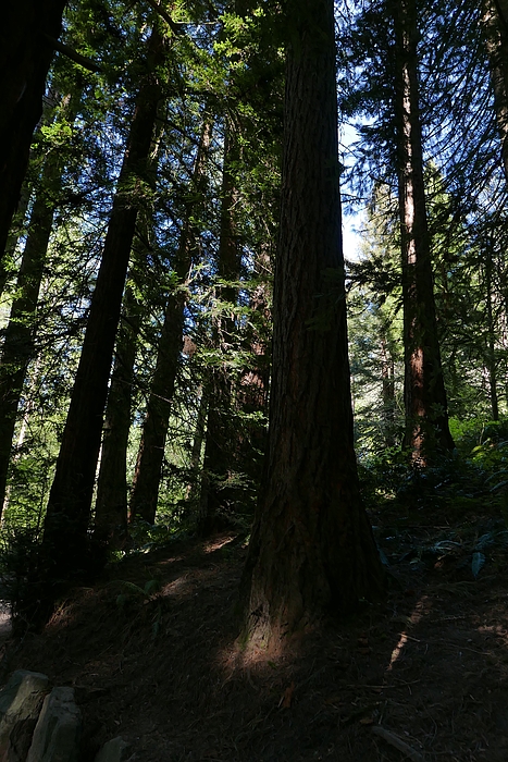 Cheri Ceridwen - Giant Sequoia Realm