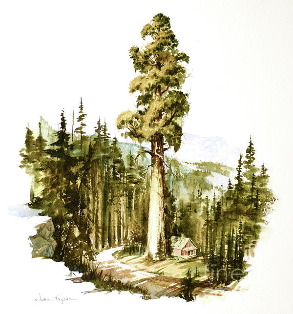 Giant Sequoia tree How to draw a easy? Как нарисовать просто? Секвойя -  YouTube