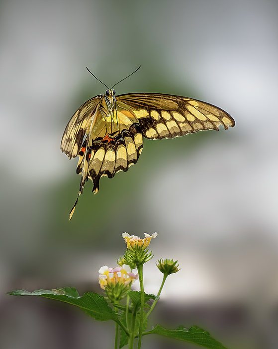 Morey Gers - Giant Swallowtail 1