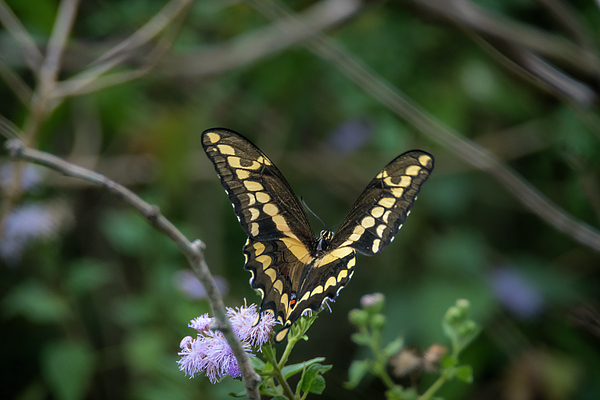 Debra Martz - Giant Swallowtail South Texas
