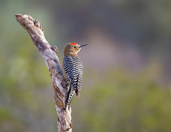 Rosemary Woods Images - Gila Woodpecker 