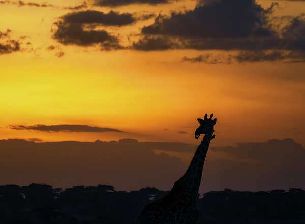 Joan Carroll - Giraffe at Sunset Tanzania Africa