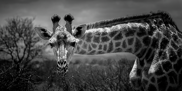 Harry Beugelink - Giraffe in Africa thinking 