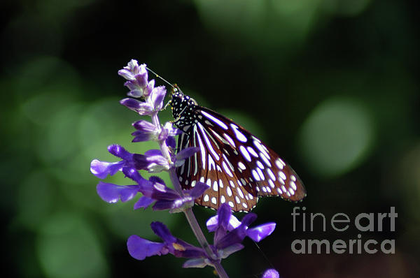 Brenda Harle - Glassy Blue Tiger Butterfly
