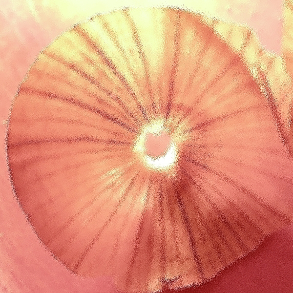Bonnie See - Glassy Onionskin Flower