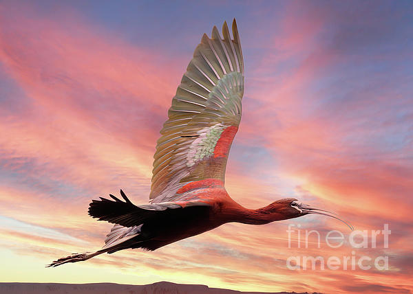 Jackie Follett - Glossy Ibis at Sunset