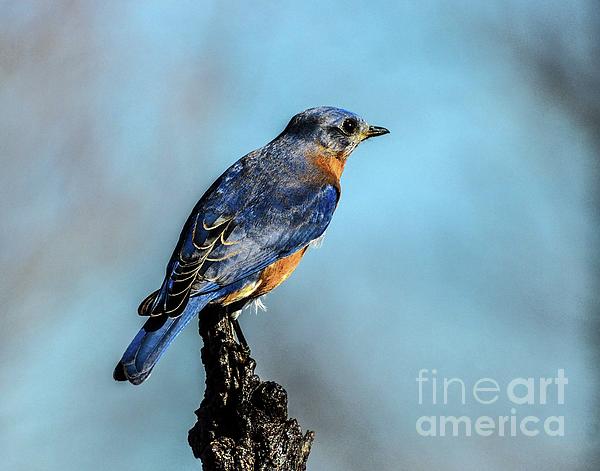 Cindy Treger - Glossy Male Eastern Bluebird is Gorgeous