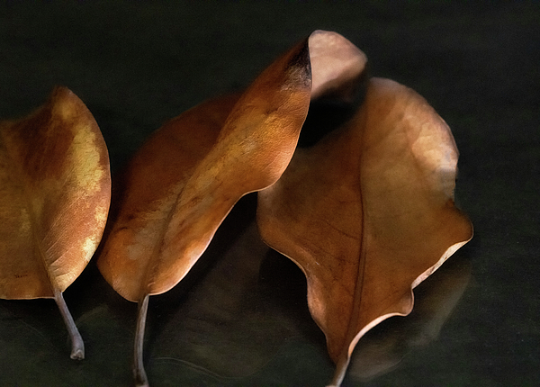 Eileen Brabender - Glowing Leaves