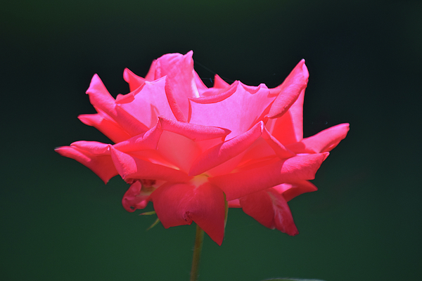 Frank Wilson - Glowing Pink Rose
