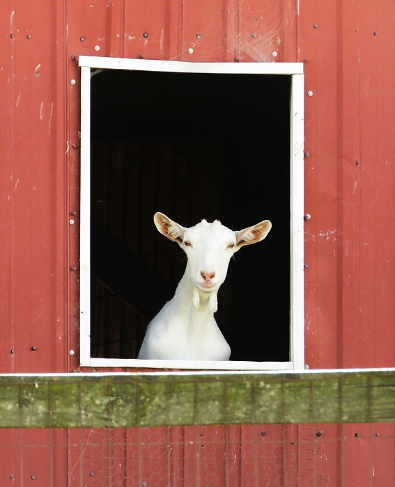 Lori Frisch - Goat in the Window 