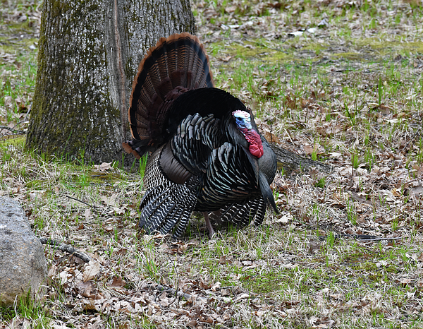 Turkey Photographs