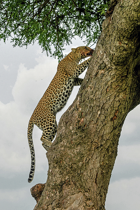 Eric Albright - Going Home - Female Leopard