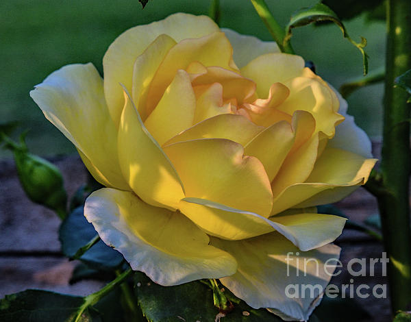 Cindy Treger - Gold Struck Rose In Light and Shadows