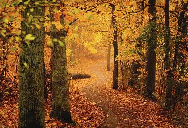 Nicklas Gustafsson - Golden Autumn Forest