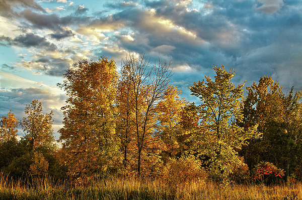 Tatiana Travelways - Golden autumn trees in Ontario