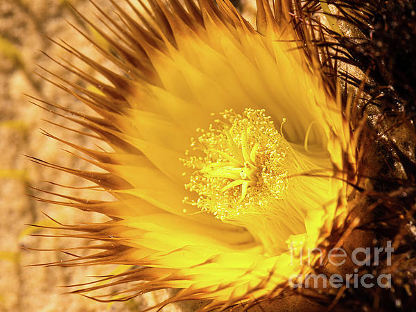 Star shaped Crown Flower in Honolulu Hawaii Tote Bag by Phillip Espinasse -  Fine Art America