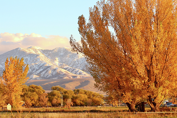 Necia Seamons - Golden Cottonwoods with Snow Dusted Mountain