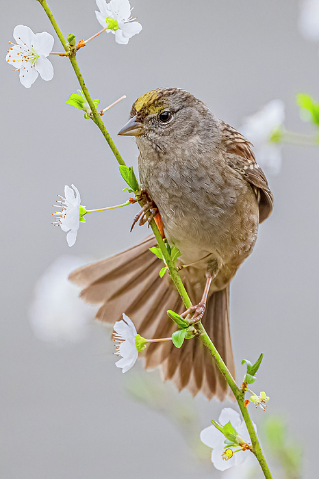 Morris Finkelstein - Golden Crowned Sparrow On Plum #1