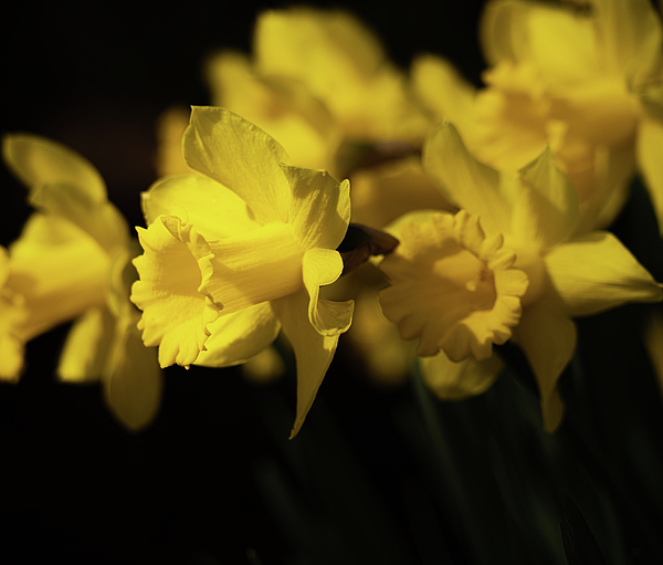 Kathleen Codinha - Golden Daffodils
