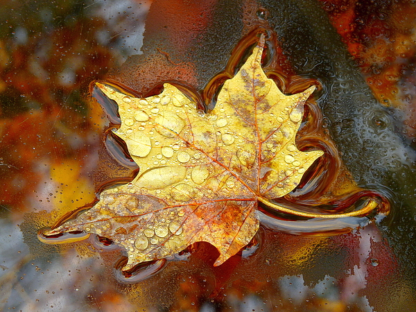Carmen Macuga - Autumn Leaf on Glass