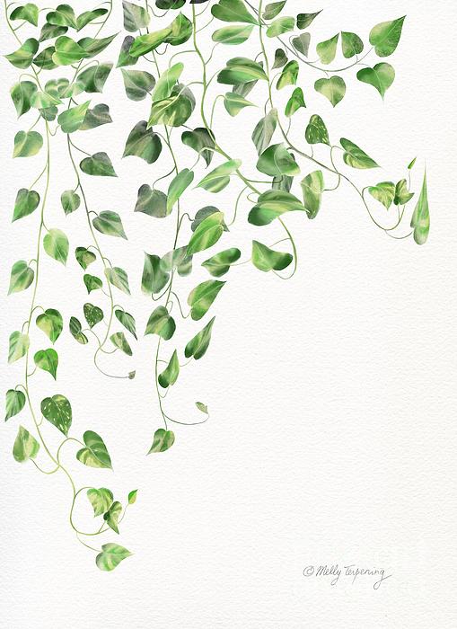 Melly Terpening - Golden Pothos - Ivy 