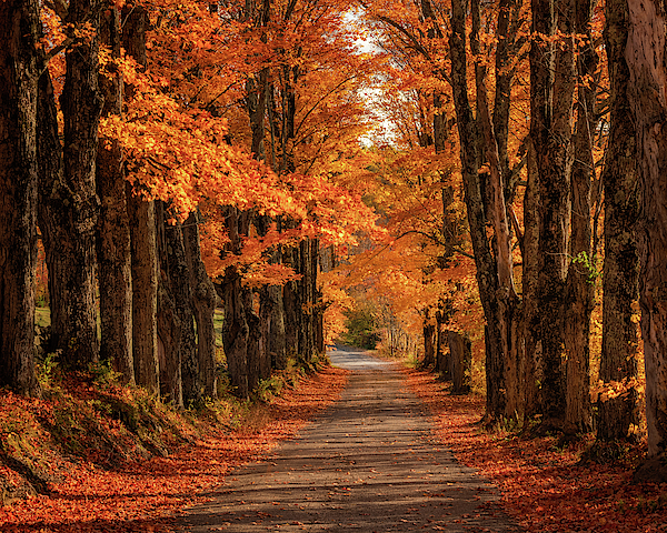 Tree Photographs