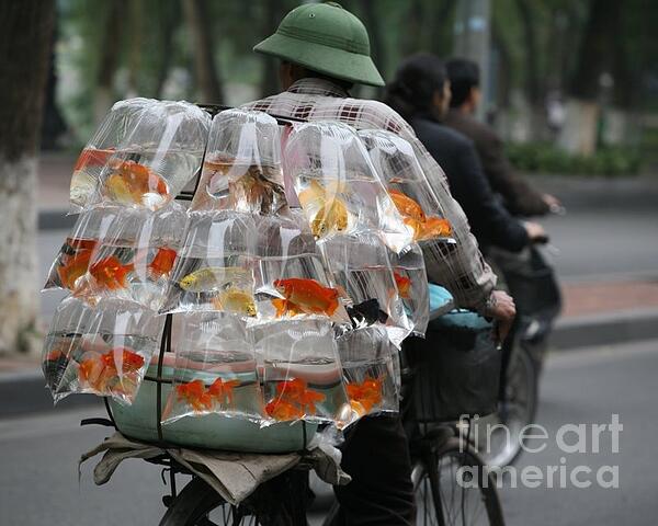 Chuck Kuhn - Goldfish on Wheels Hanoi 