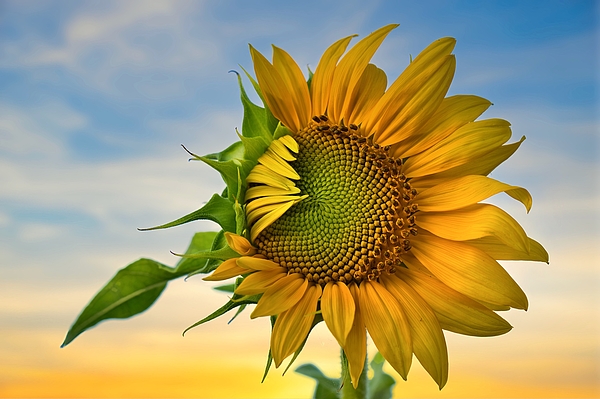 Lynn Hopwood - Good Morning Sunflower