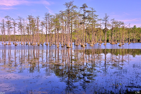 Lisa Wooten - Goodale State Park Cypress Trees Camden South Carolina