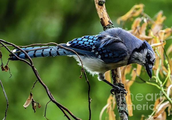 Cindy Treger - Gorgeous Blue Jay With Lovely Shades of Blue