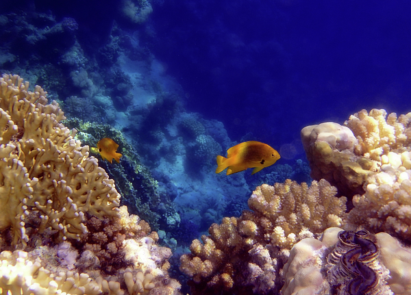 Johanna Hurmerinta - Gorgeous Corals And Damselfish In The Red Sea