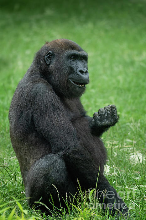 Throw Pillow young gorilla sticking up its middle finger 