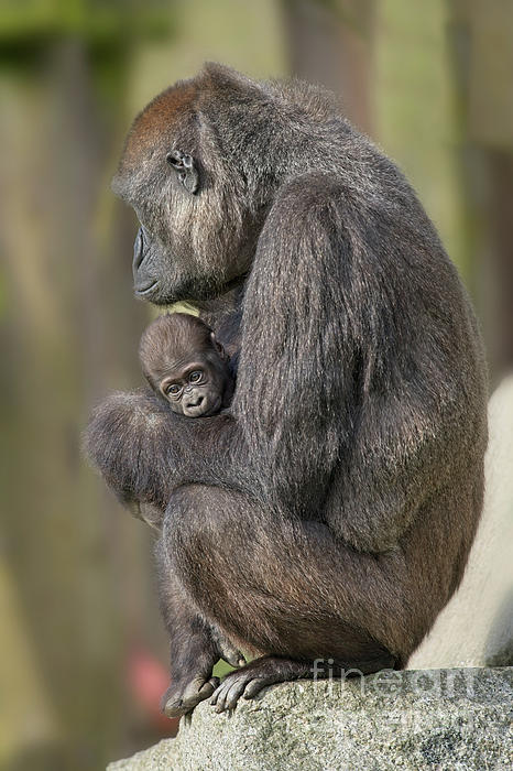 https://images.fineartamerica.com/images/artworkimages/medium/3/gorilla-mother-and-her-baby-rawshutterbug.jpg