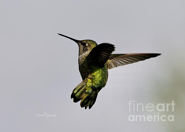 Carol Groenen - Graceful Hummingbird 