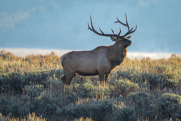Julie Barrick - Grand Teton Bull Elk 
