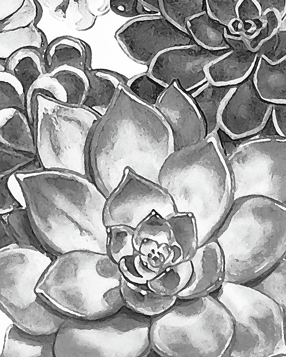 Irina Sztukowski - Gray Monochrome Succulent Plants Garden Watercolor Art Decor VI