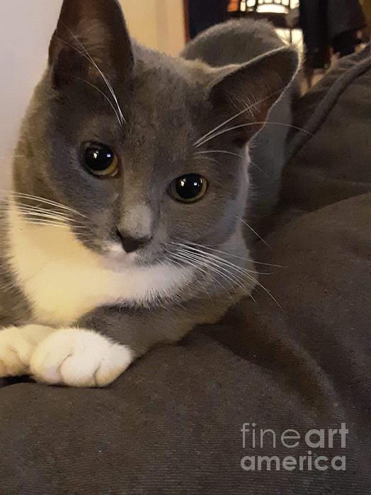 gray tuxedo cat personality