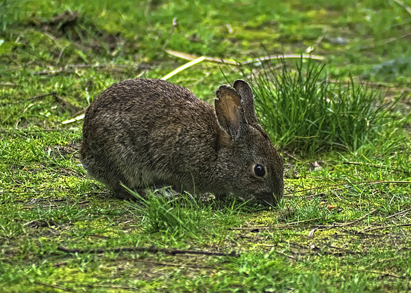 Rebecca Harmon - Grazing Brush Rabbit