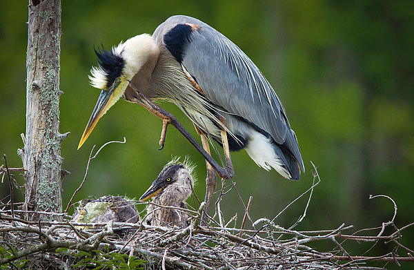 TJ Baccari - Great Blue Heron and Chick