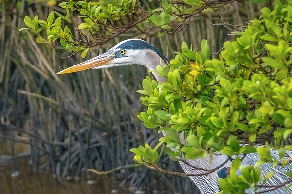 Debra Martz - Great Blue Heron Hiding In the Mangroves