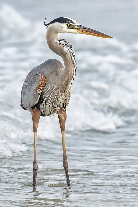 Jerry Fornarotto - Great Blue Heron in Surf