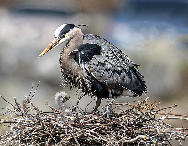 EZ Lorenz Imagery - Great Blue Heron Mom with her chick in the nest