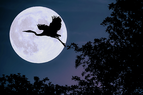 Laurel Gale - Great Blue Heron Moonlit Silhouette