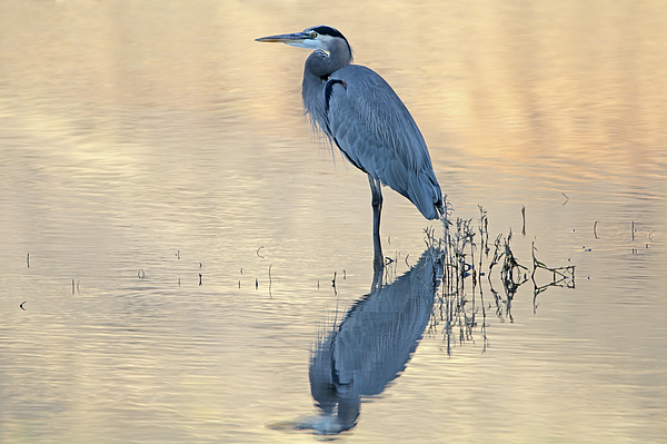 Laurel Gale - Great Blue Heron Morning Reflections