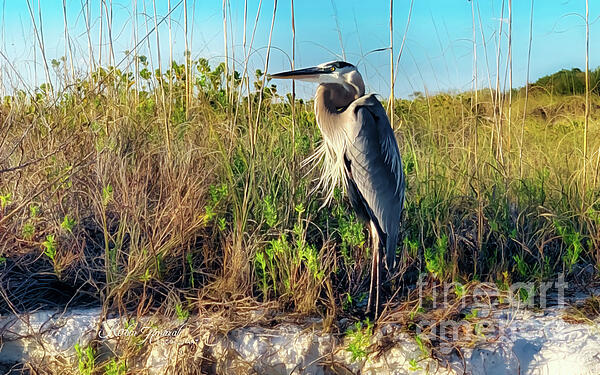 Robin Amaral - Great Blue Heron Tampa Florida